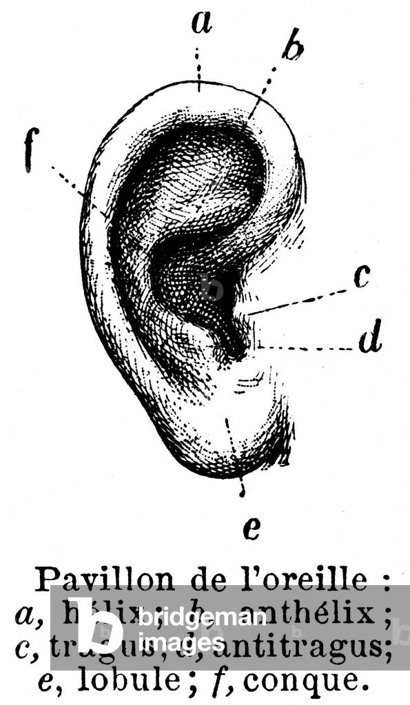 Ear pavilion with indication of the various parts. Anatomical engraving of the Nouveau Dictionnaire Larousse Illustré1900
