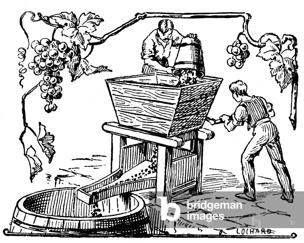 Vine - grape - harvest: the fouloir. Lochard's illustration for a school book around 1930.