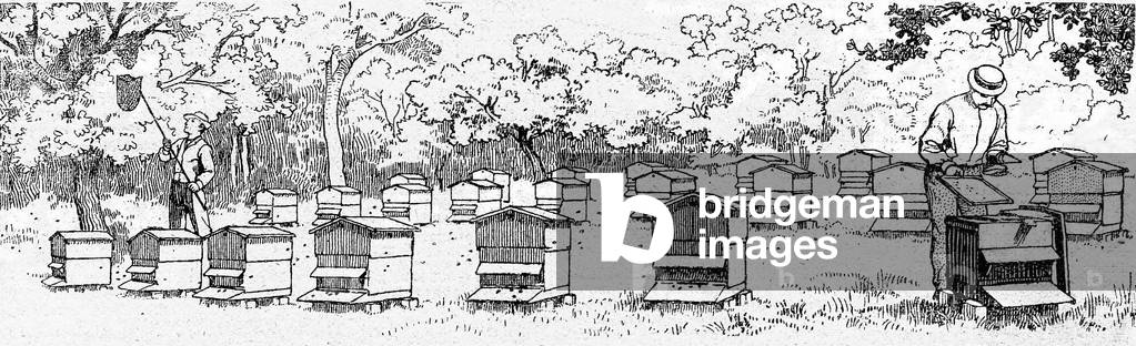 Beekeeping: recuperation of a swarm and work on different types of hives. Engraving from the catalogue of the Manufacture Francaise d'Armes et Cycles de Saint Etienne, 1913.