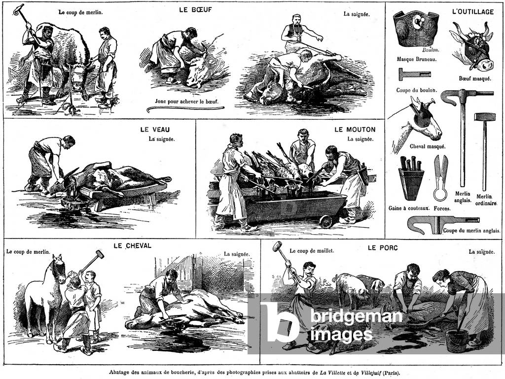 Slaughterhouse scenes at the beginning of the 20th century (engraving)