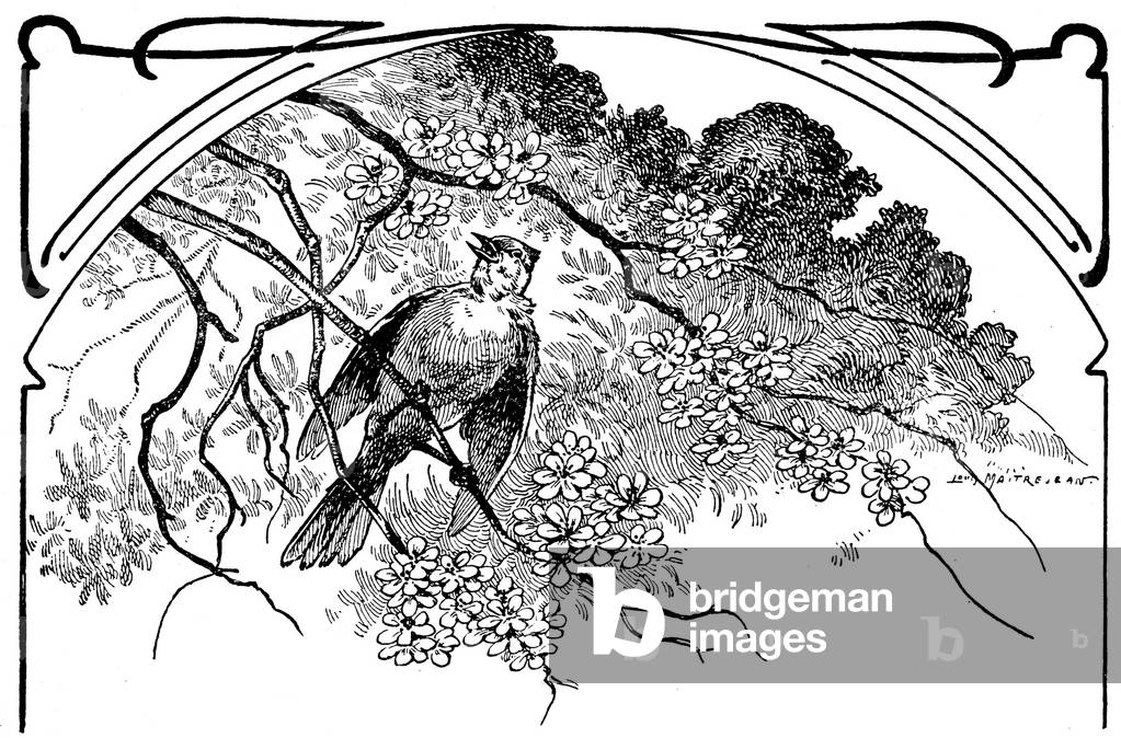 The pinson sings, perch on a blossomed branch. Illustration by Louis Maitrejean (1895-1947) for a school book of 1930.