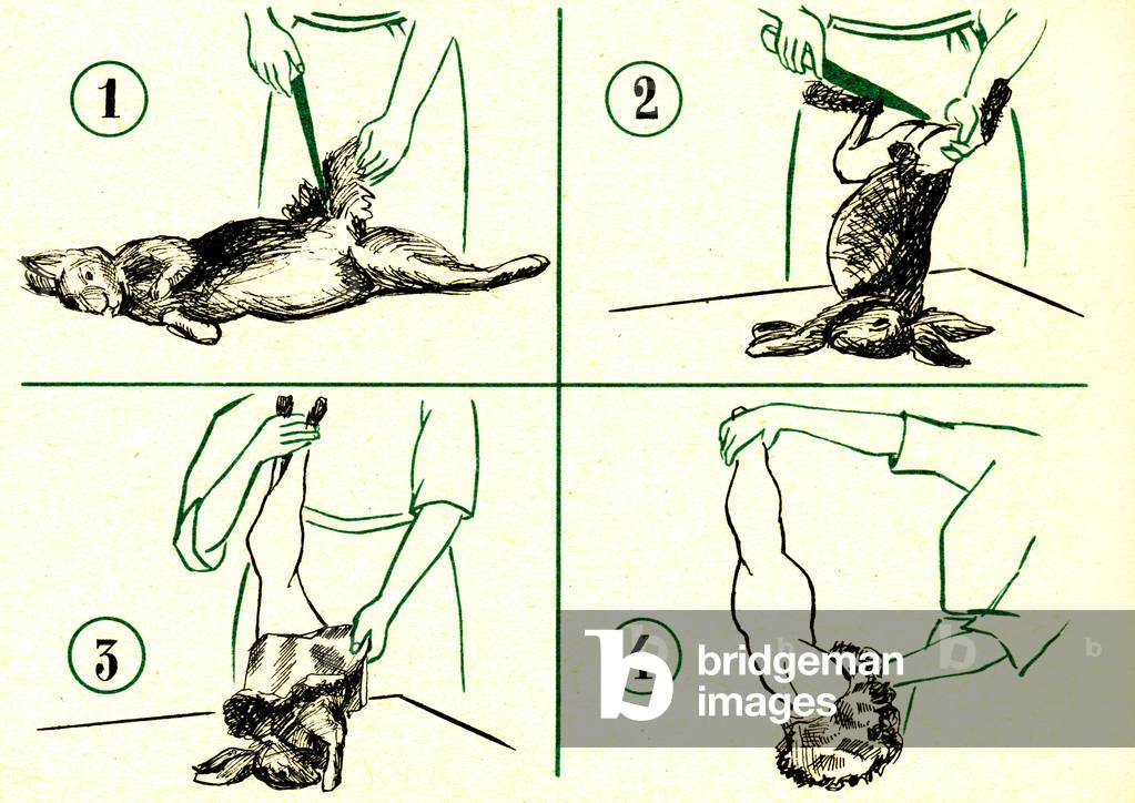 Kitchen: explanatory drawing showing how to peel (strip) a rabbit. Extract from a manual of domestic life and household tasks: “” La vie familiale et menagere””, graduation class, certificate of primary study, girls school (primary school, elementary school), learning centres, by R. Guillaume, edition Bourrelier 1956.