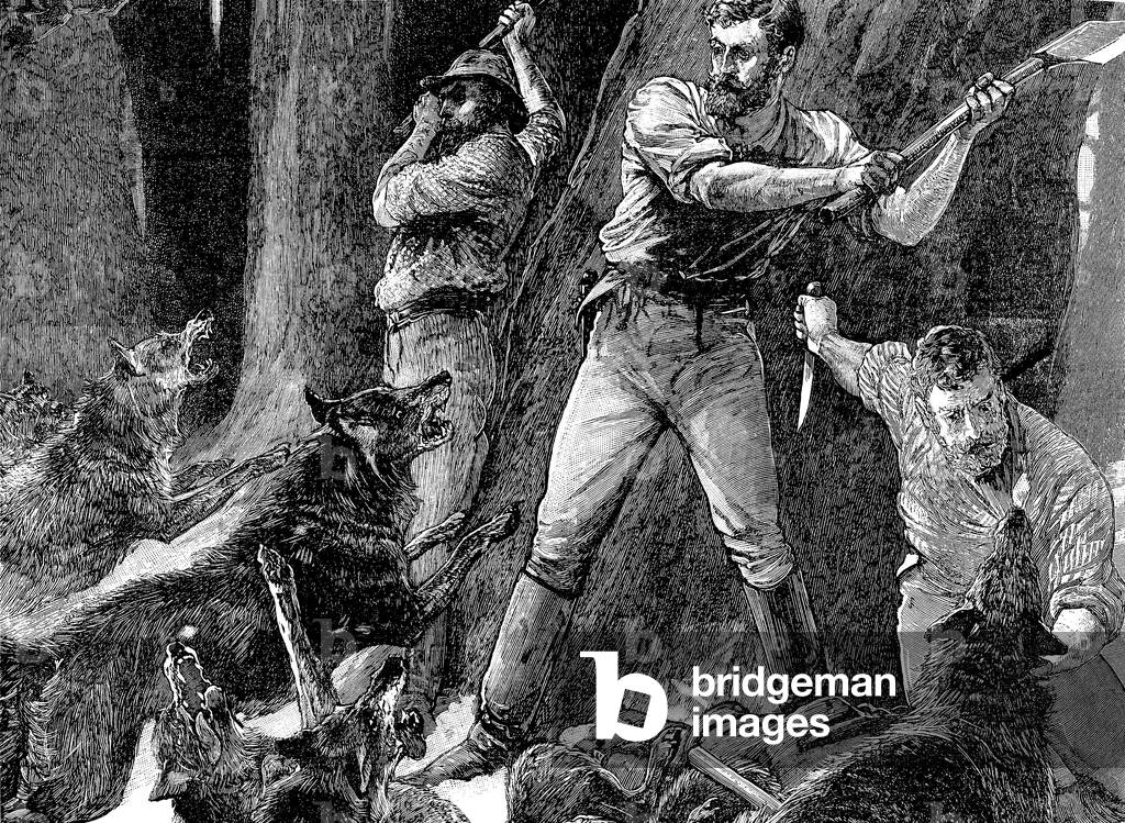 Bucherons attacks by a pack of wolves - engraving 19th century -