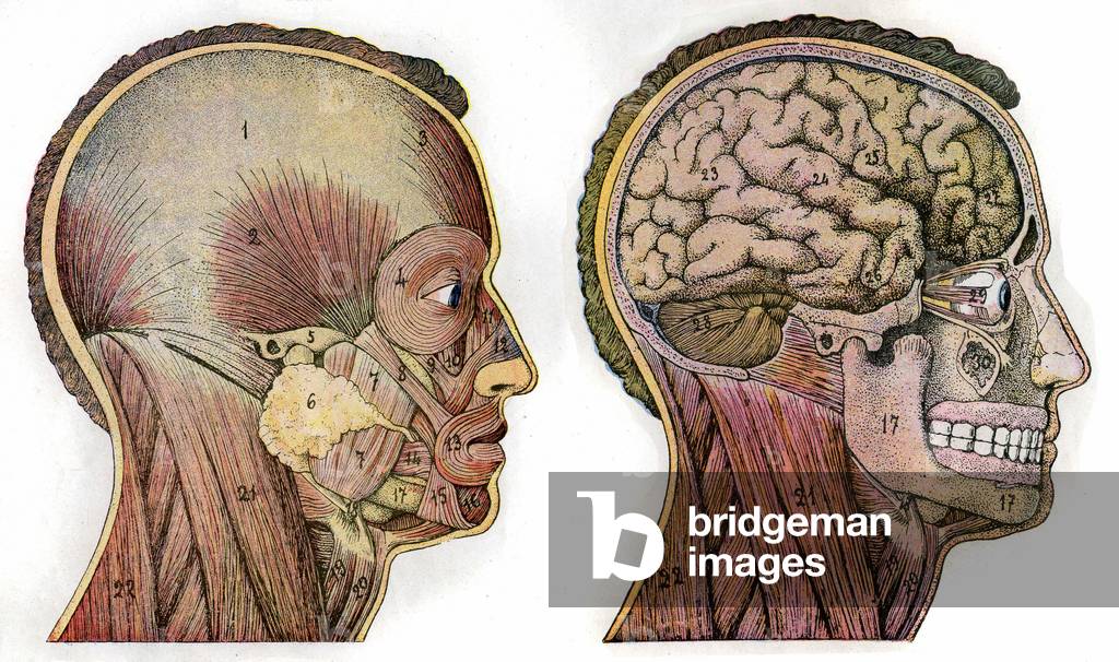 Book of anatomy around 1910 (engraving)