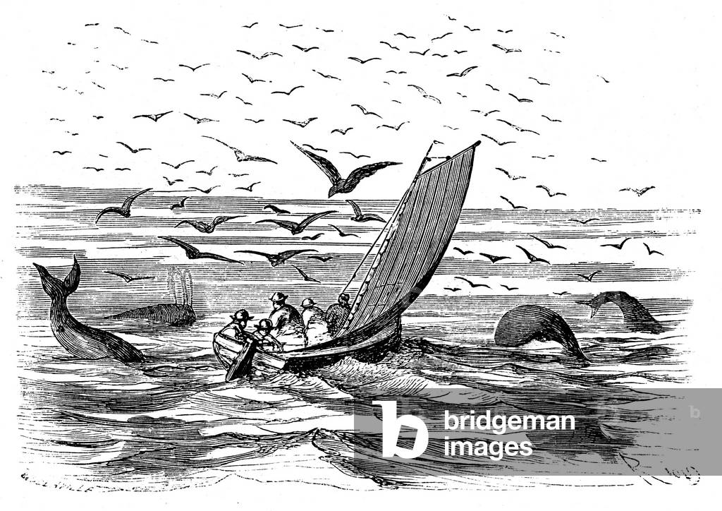 A boat on the sea amidst whales and gulls or gulls. Engraving by Riou illustrating Jules Verne's novel “” Adventures of Captain Hatteras””