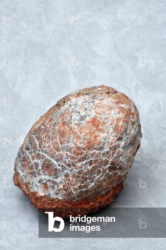 Dinosaur egg found in China (Hadrosaur du Cretace) - private collection - Photo Patrice Cartier -
