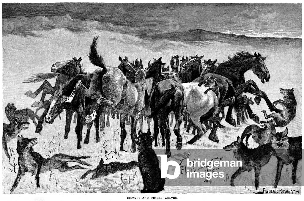 Wild horses of America. Broncos and timber wolves: a herd of broncos attacked by a pack of wolves, defending themselves by ruades. Engraving by Frederic Remington (1861-1909) in “Century Illustrated Monthly Magazine”, 1888-1889