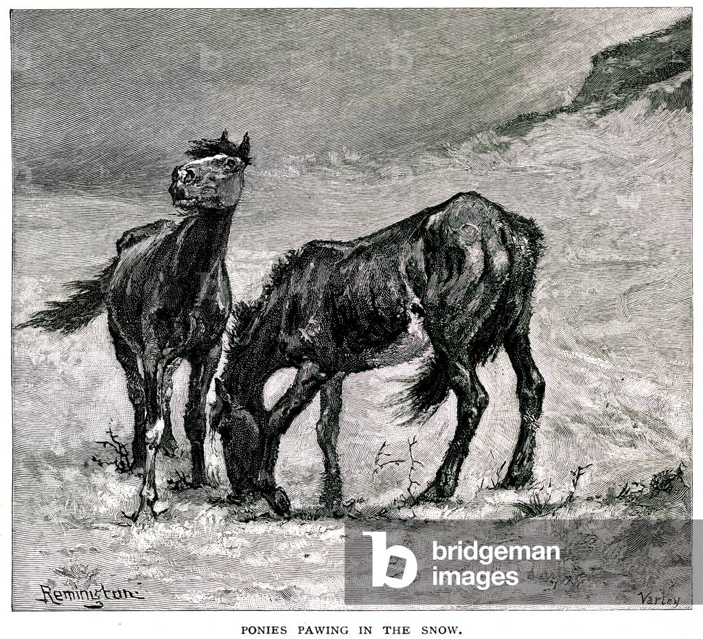 Wild and domestic horses of America in in “Century Illustrated Monthly Magazine”, 1888-1889