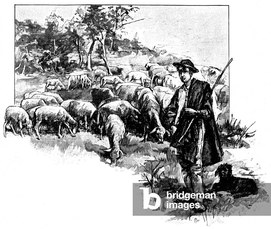 The Shepherd: a young shepherd keeping his herd of sheep (sheep) with his dog. Engraving late 19th century.