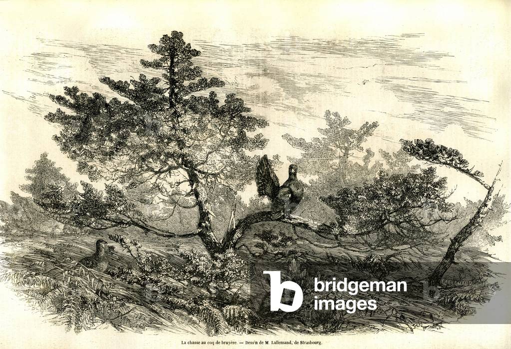 Coq de Bruyere: hunting in Alsace and the Grand Duche de Baden, 1857 (engraving)