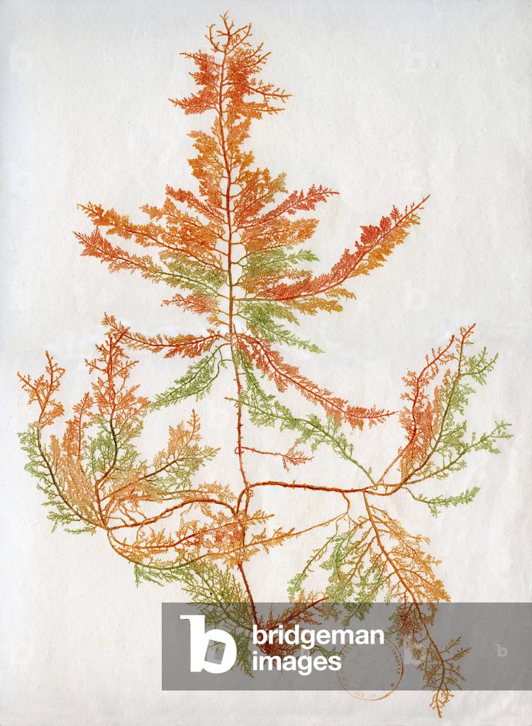 Fucus cartilagineus, life size. Plate 24 of the herbarium Facies Plantarum by Marcellin Eloi Bonnet (ca. 1809-1810). Marcellin Bonnet (1766-after 1821), a surgeon in Carcassonne, produced a unique collection of three hundred and five plant stamps, preserved at the Bibliotheque Municipale de Carcassonne.