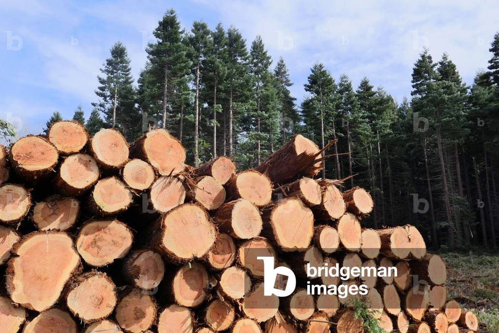 Forestry exploitation in France: cutting sempervirens sequoias. Geree forest, planted 30 years ago (photo)