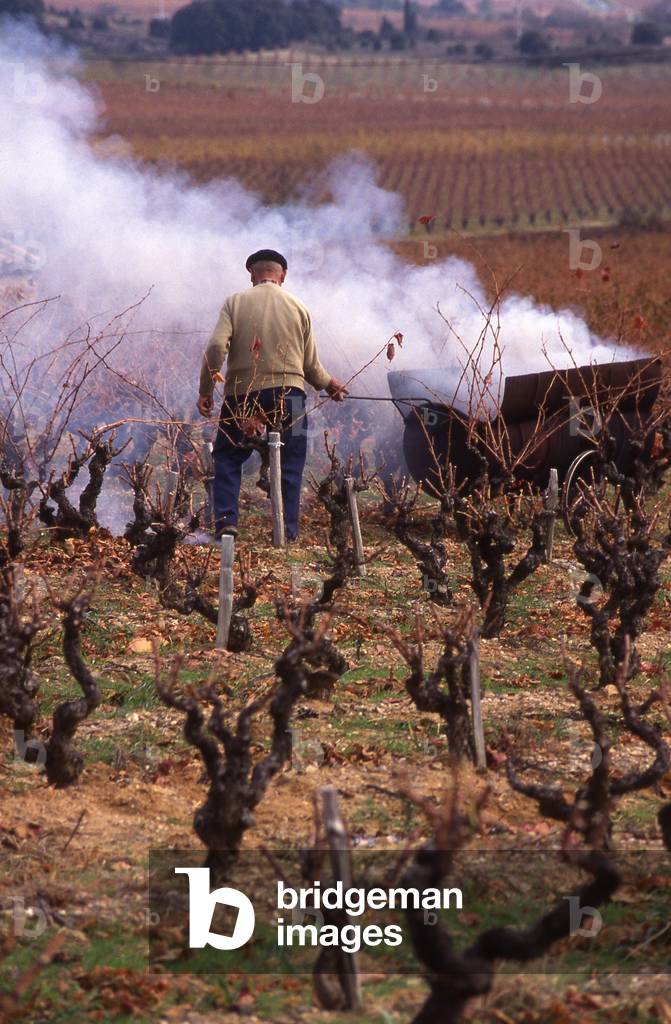 Winemaker du Midi burning branches in his vineyard in autumn. Minervois, Languedoc.