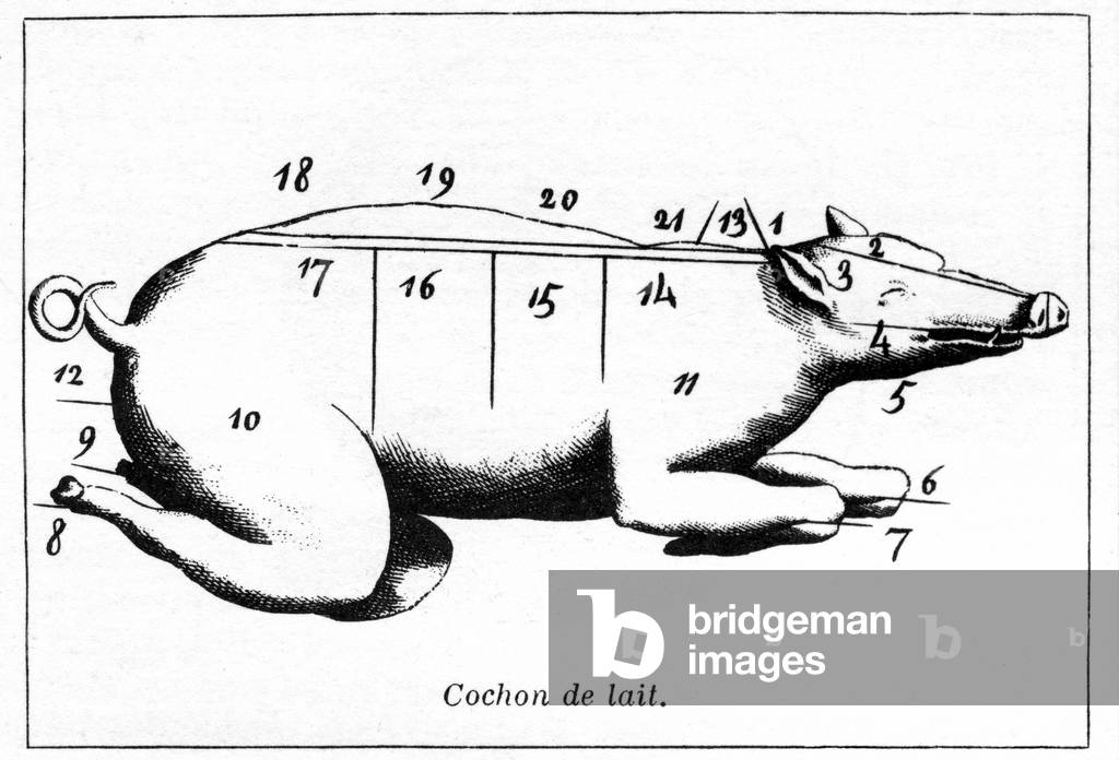 Drawing showing a milk pig with the various parts used in the kitchen. Detail of an undated anonymous engraving (probably late 19th century).