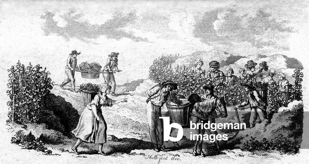 Illustration (engraving in soft size) of the title page of the tenth volume of the Cours complet d'agriculture theorique, pratique, economique et de medecine rural et veterinaire or Dictionnaire universel d'agriculture de l'abbe Rozier, published in Paris, Librairie d'Education et des Sciences et Arts, an 8 (1800). Harvest scene.