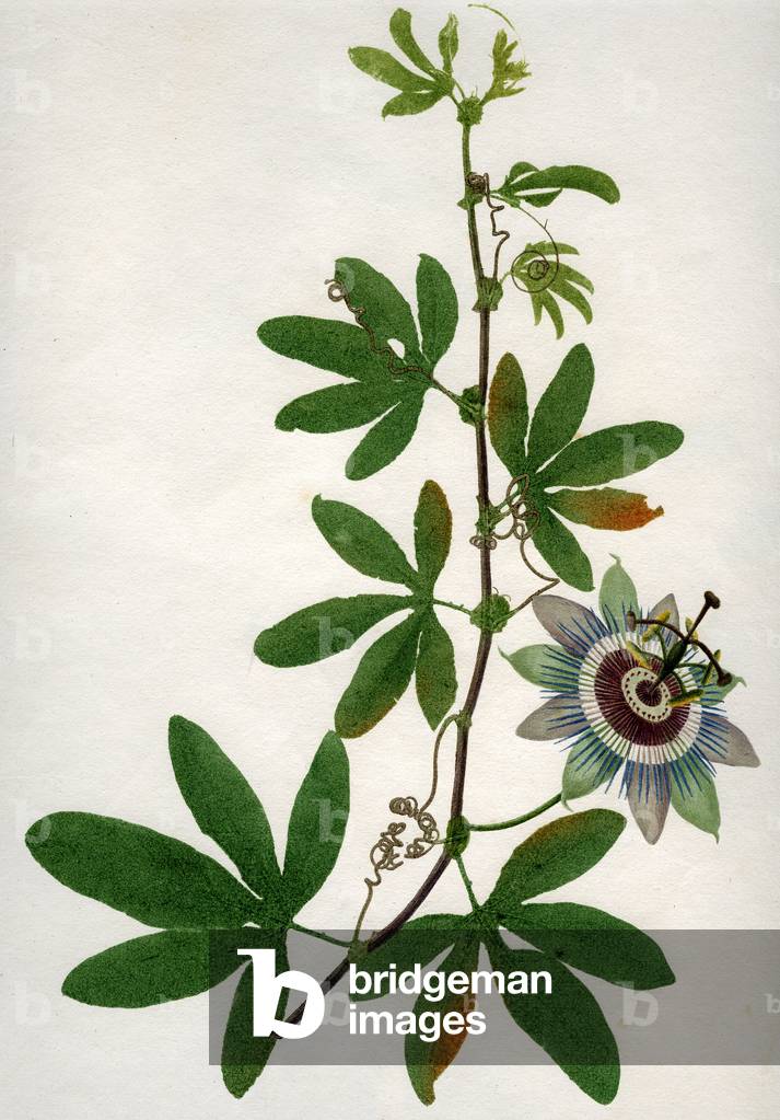 "Fiore della passione: fiore della passione" di Patrice Cartier