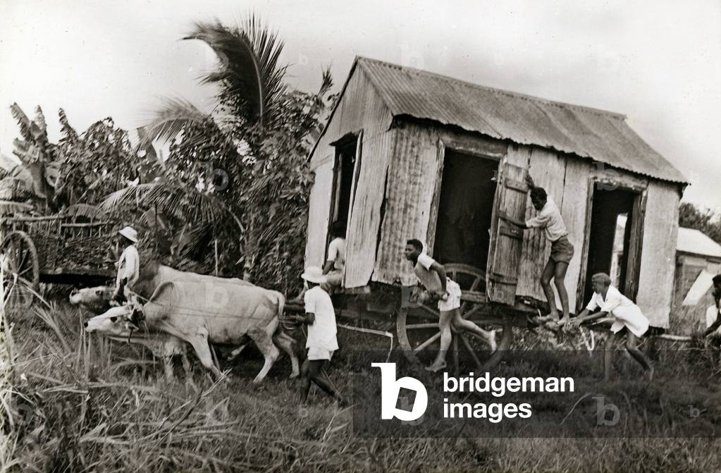 Typical transport of boxes by means of an oxen tank in the French Antilles (Guadeloupe) in the middle of the twentieth century; postcard Emmac -