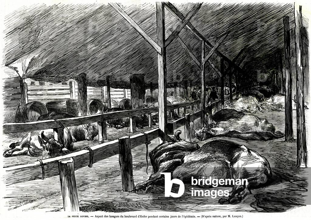 Bovine plague in France in 1871: hangars of Boulevard d'Enfer in Paris (engraving)