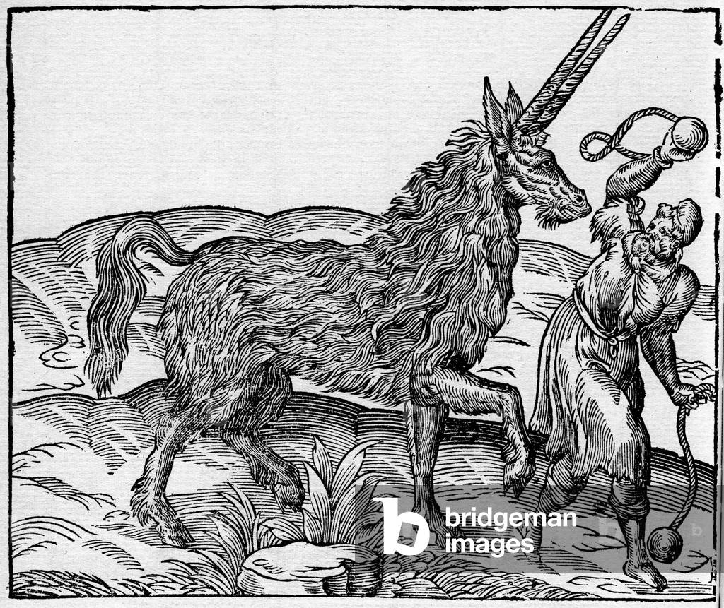 Engraving of the book of Ambrose Pare: Livre de la Unicorn (1580) - Pirassoipi, unicorn of Arabia has two frontal horns engraving after the fifth book of Andre Thevet's Cosmography.