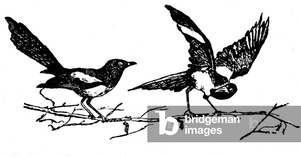 Image of Engraving depicting Two pies (pie-pibole - agasse)., b/w