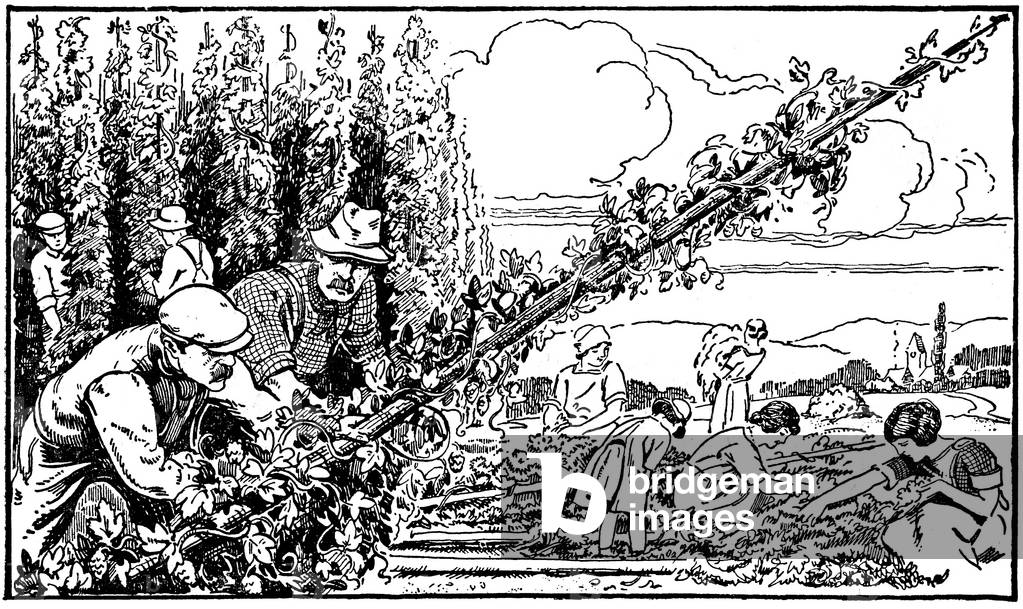 Recolte du hops - engraving by Jacoby in a book of reading and French language, edition Istra 1931 -