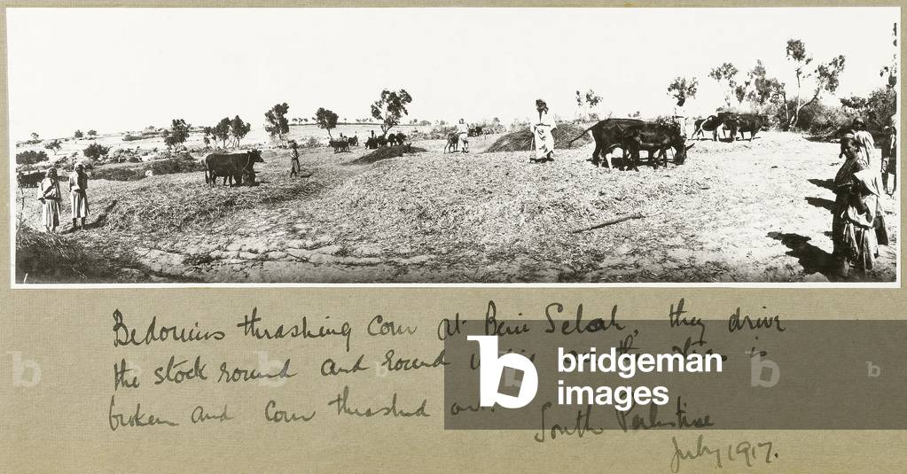Bedouins threshing corn at Beni Saleh, July 1917 (b/w photo)