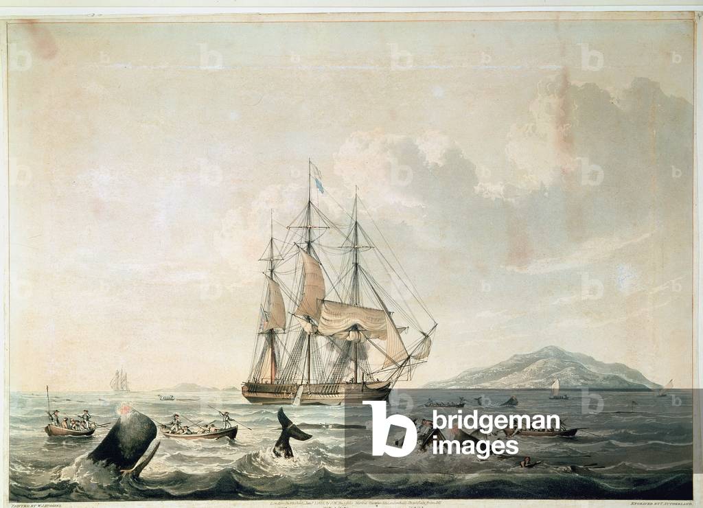 Immagine di Incisione "South Sea Balena Pesca", 1825 di William John Huggins