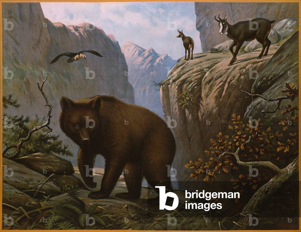 Animali selvatici che vivono nelle Alpi (colore lito)