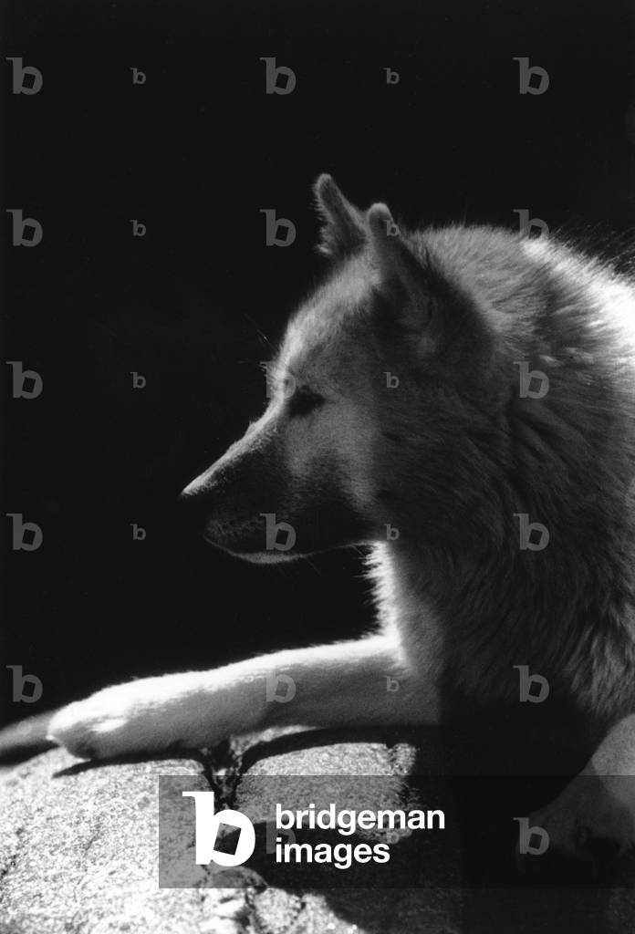 Sled dog, during polar expedition in Greenland, Kangerdlugssuatsiak, october, 1936 (b/w photo)