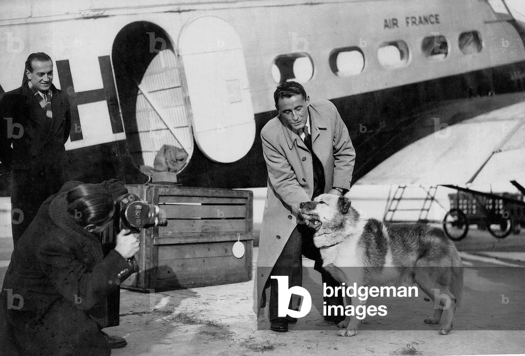 From his second stay in Greenland, Paul-Emile Victor brings back several of his Greenland dogs, including Palasi, the pastor (because he always crosses his paws in front of him when he goes to bed), Le Bourget, France, September 1937 (b/w photo)