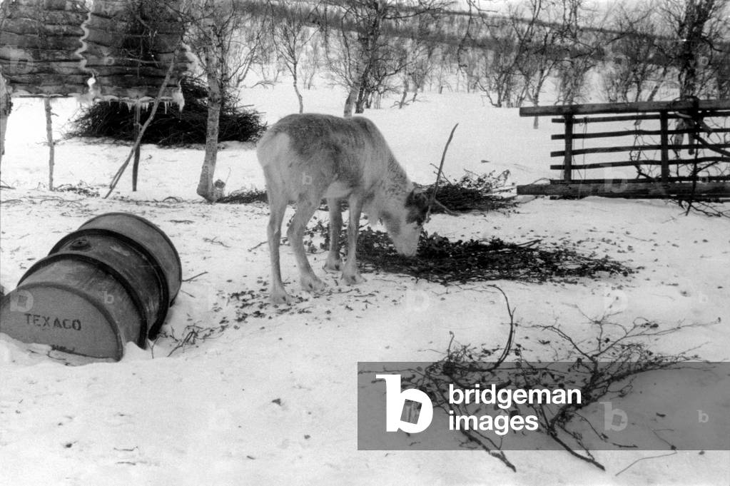 Reindeer, during the travel in Swedish Lapland, Kiruna, March, 1939 (b/w photo)
