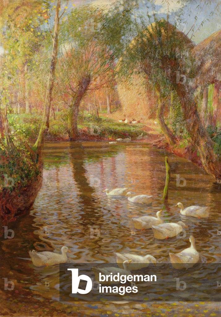 Ducks