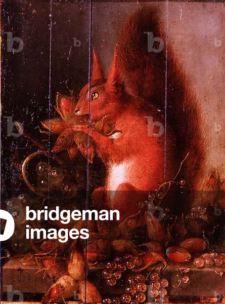 A Red Squirrel Eating Hazelnuts, c.1750 (panel)