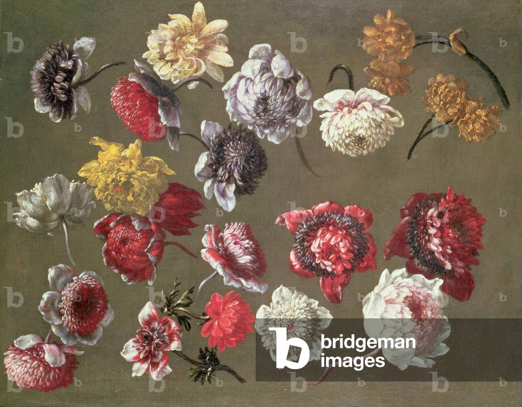 Immagine di Dipinto "un studio di peonie olio su tela", 17th Secolo di Gaspar Peeter The Elder Verbruggen