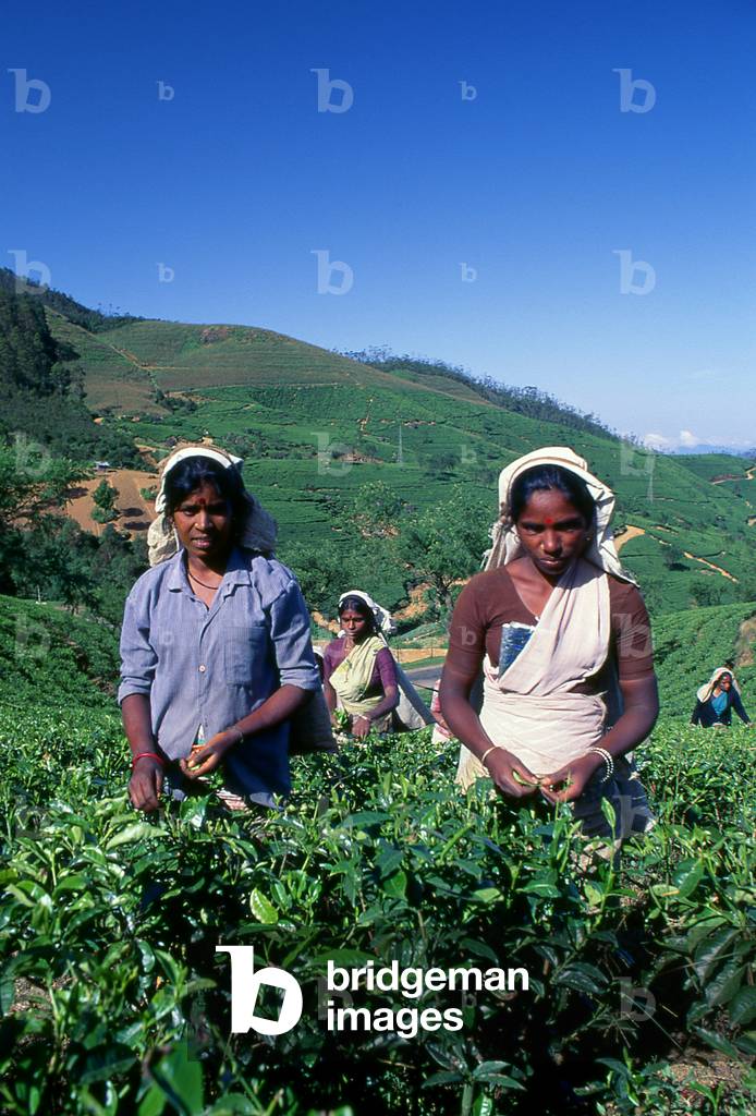 Sri Lanka: Tea pickers near Nuwara Eliya, central Sri Lanka