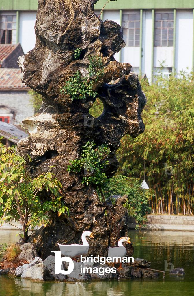 China: Geese in the pond at the Liang Yuan ornamental garden, Foshan, Guangdong Province