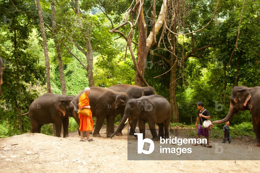Thailand: Buddhist monk and elephants at the Patara Elephant Farm, Chiang Mai Province