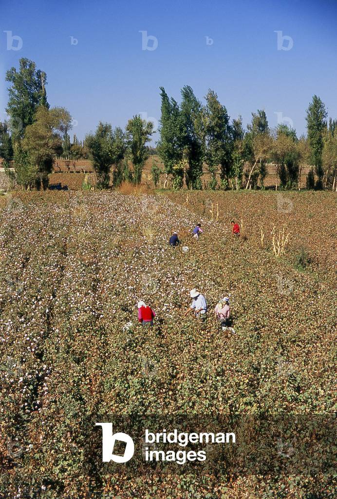 China: Picking cotton in the fields around Dunhuang, Gansu Province