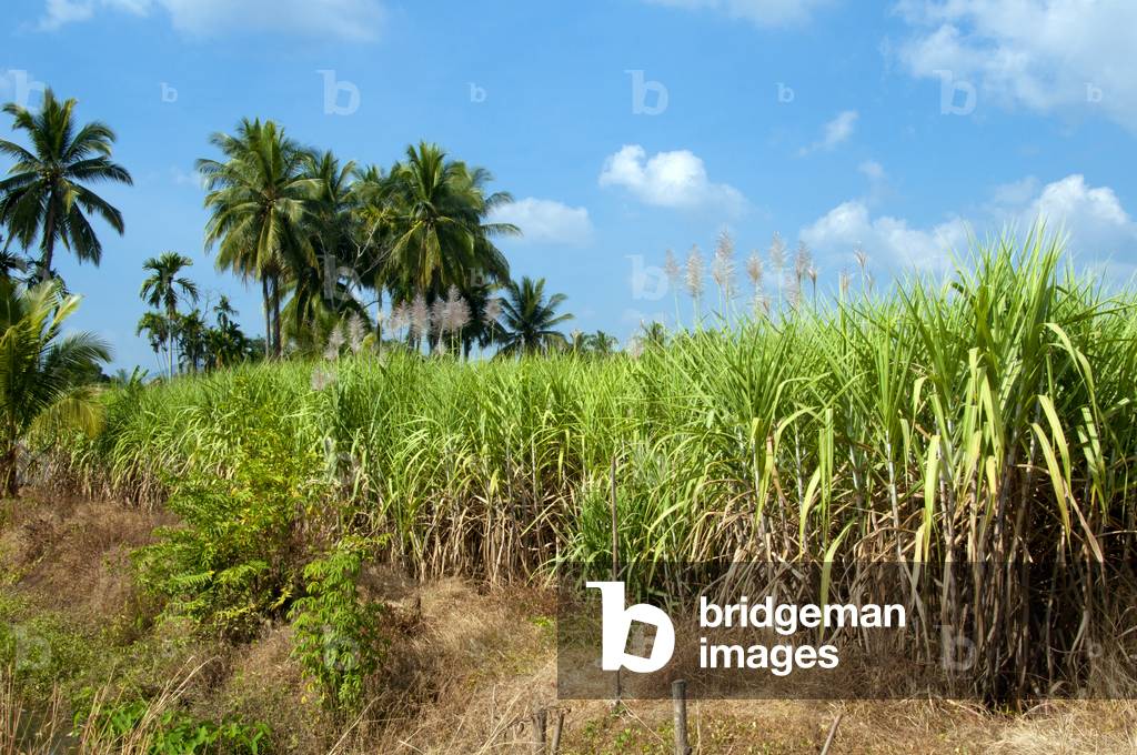 Thailand: Sugarcane, Kuan Pha Lom National Park,  Loei Province