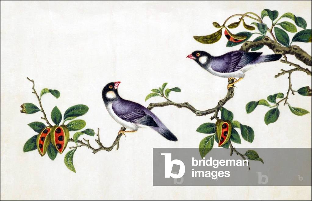 China: Watercolour from a gouache album of paintings of various Chinese birds, 19th century
