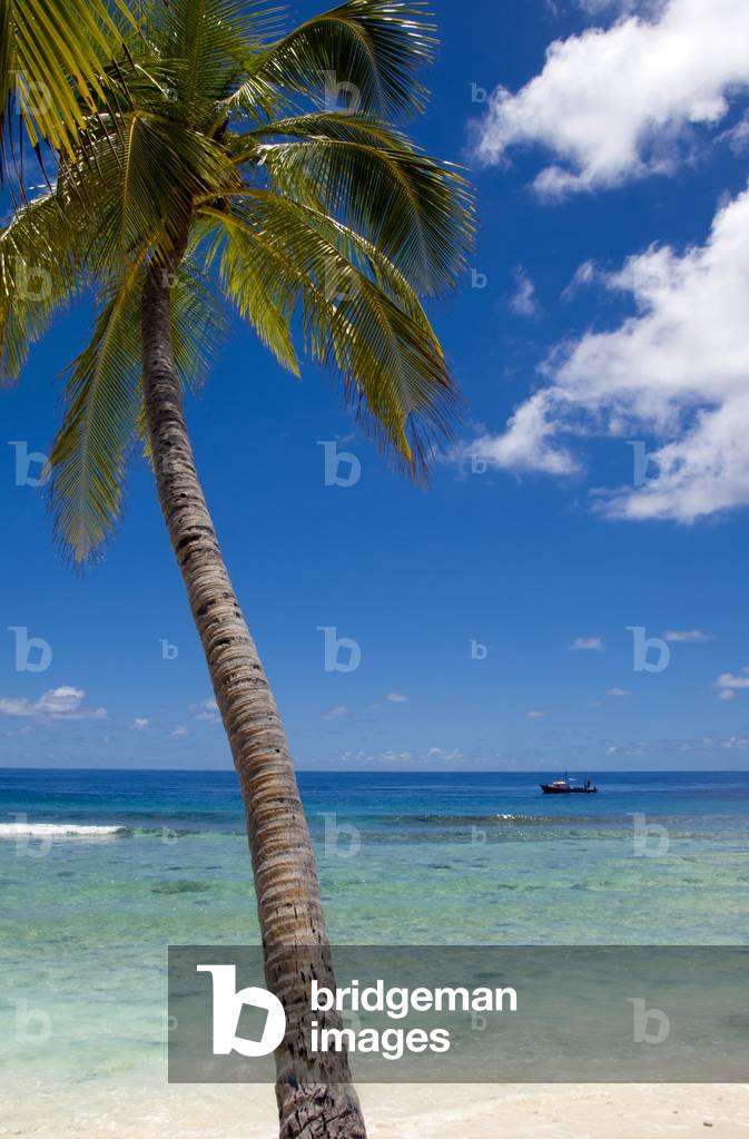 Maldives: Coconut palm and small fishing boat off Hulhumeedhoo Island, Addu Atoll (Seenu Atoll)