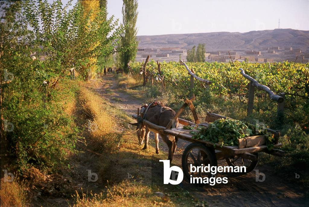 China: A donkey and cart in the vineyards near Turpan, Xinjiang Province