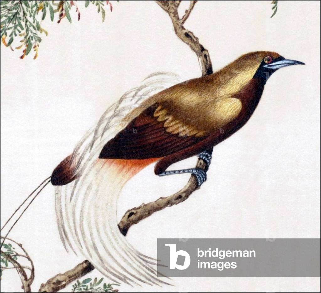 China: Watercolour from a gouache album of paintings of various Chinese birds, 19th century