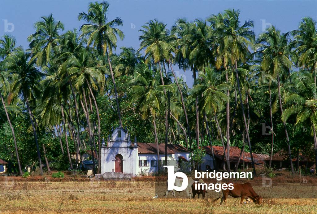 India: Cattle in a field next to a village Catholic church in rural Goa
