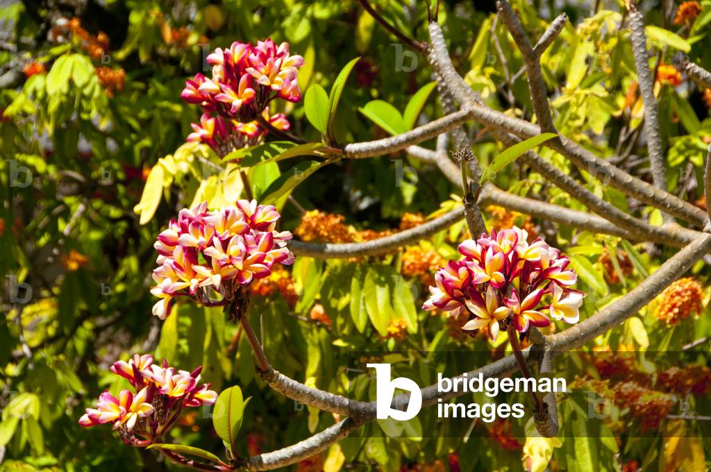 Thailand: Frangipani (Plumeria) is often found in Thai Buddhist temple complexes, Songkhla