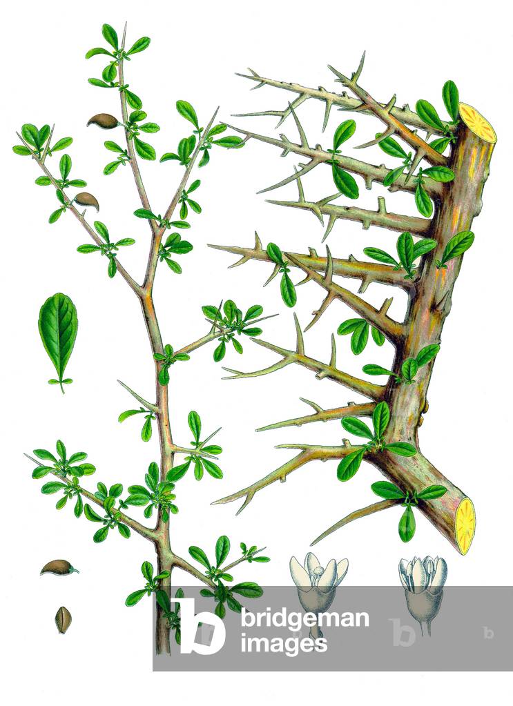 Arabia: 19th century botanical painting of parts of a myrrh tree