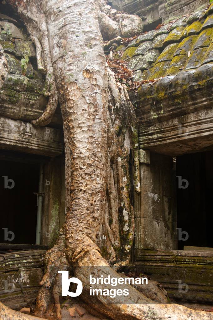 Cambodia: Ta Prohm with its famous trees growing over the ruins, Angkor