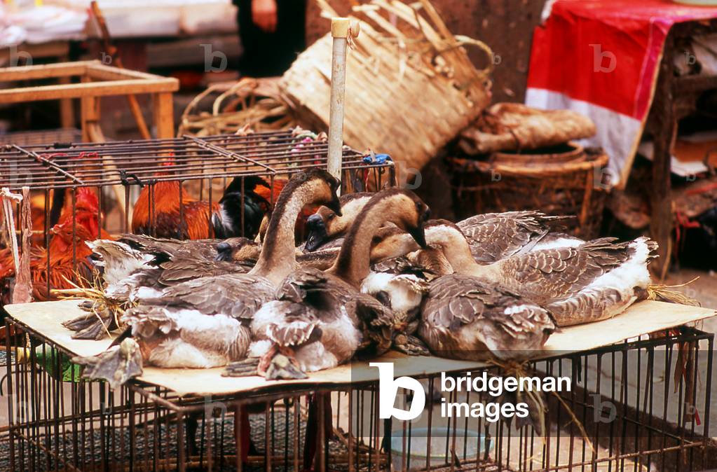 China: Geese for sale at a street market, Qingyuan, Guangdong Province (photo)