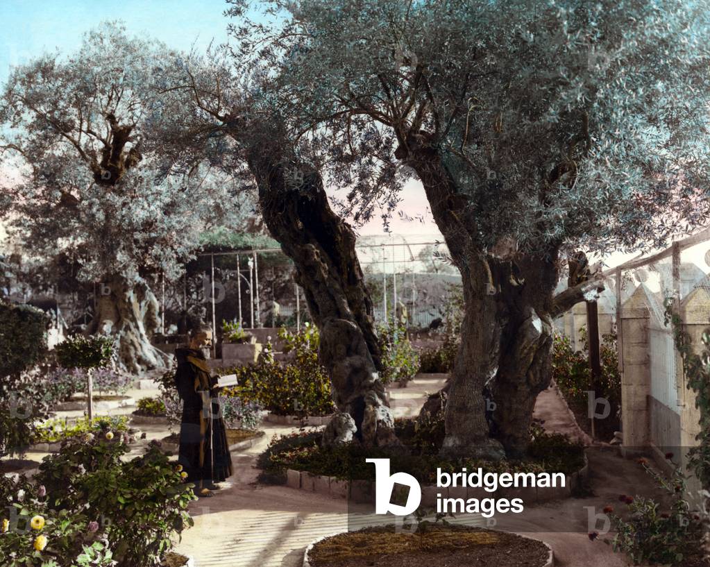 Palestine: A monk reading scriptures in the Garden of Gethsemane, Jerusalem, 1919