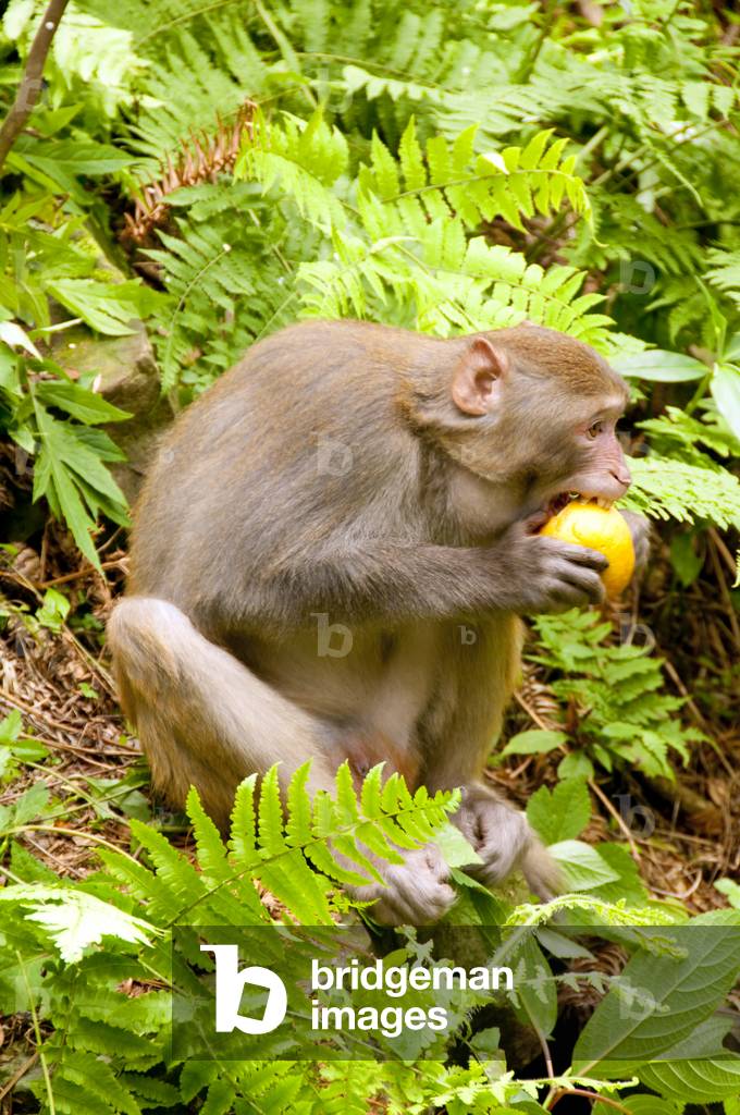 China: Rhesus monkey (Macaca mulatta), Wulingyuan Scenic Area (Zhangjiajie), Hunan Province